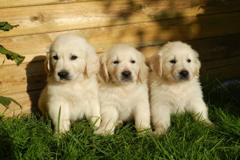 Finding a Golden Retriever Puppy