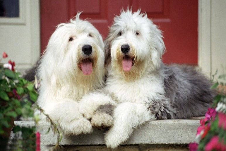 Why Choose Dog Trainer Liverpool for Your Sheepadoodle?