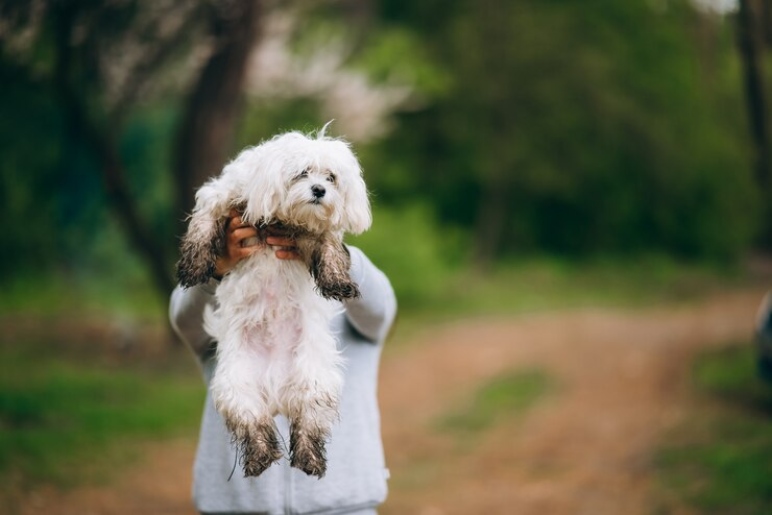 Appearance and Coat Characteristics