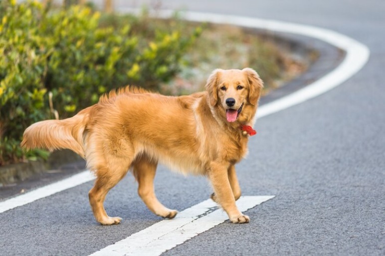 Why Choose a Golden Retriever?