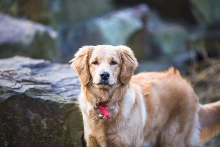 The Intelligence of Golden Retrievers