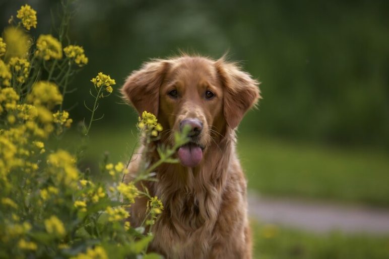 Grooming and Care for Your Golden Retriever