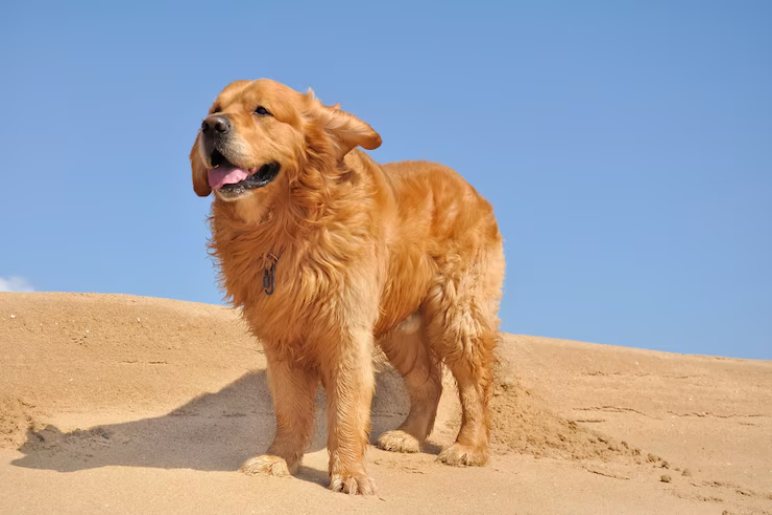 Why Dog Trainer Liverpool is the Right Choice for Your Golden Retriever