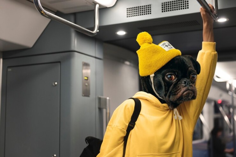 Dogs on Trains: The General Rules