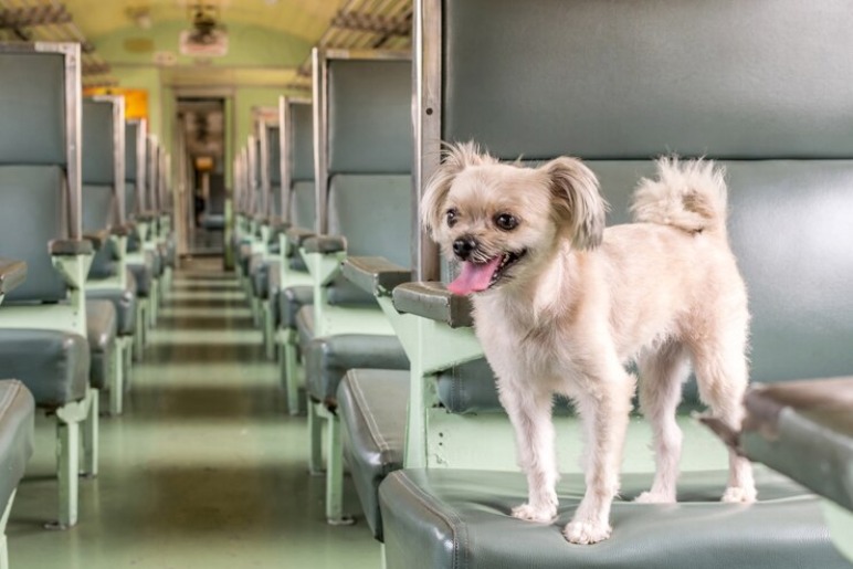 How to Prepare Your Dog for Train Travel