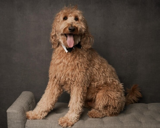 History and Origin of the Labradoodle