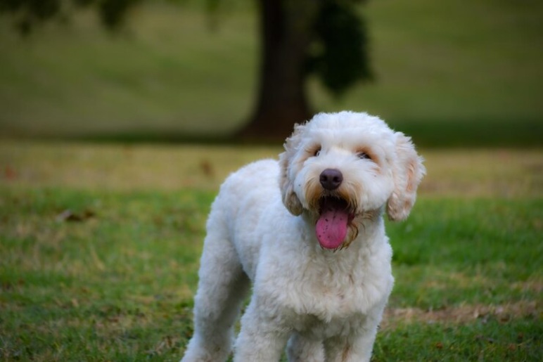 Labradoodle Temperament: A Friendly and Loving Nature