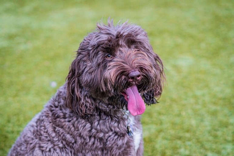 Labradoodle Grooming Needs