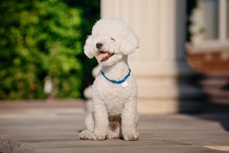 Training Your Labradoodle