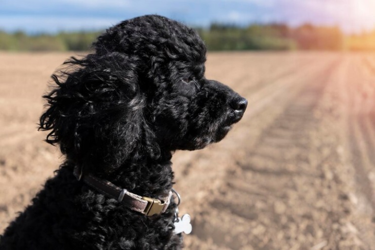 Labradoodle vs. Other Popular Breeds