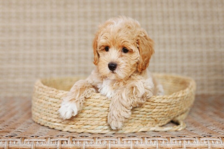 Why Choose a Labradoodle?