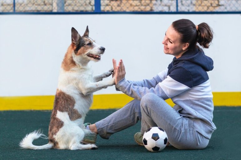 Our Dog Training Services in Walton