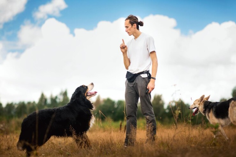 Understanding Your Dog’s Breed and Behavior