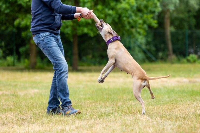 The Importance of Professional Dog Training