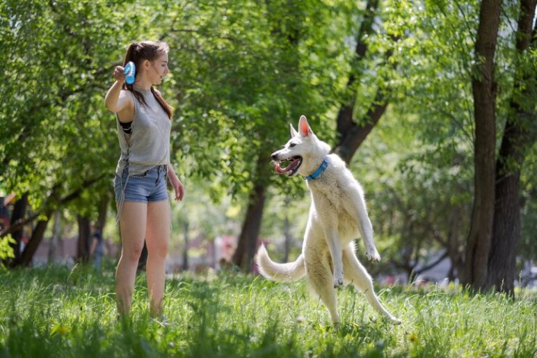 Dog Training in Fazakerley: What to Expect?