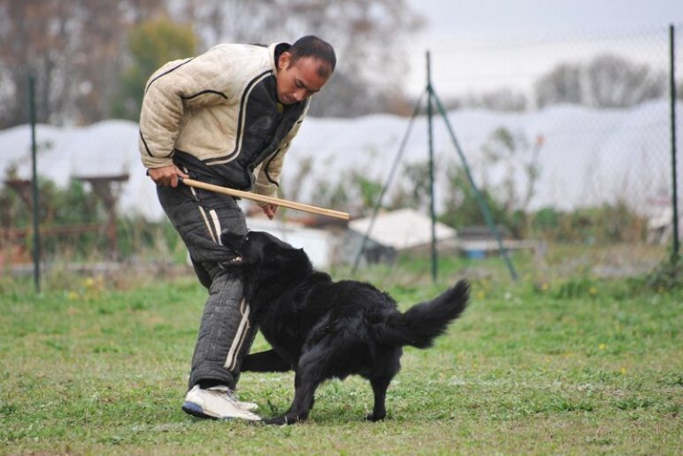 Puppy Training: Setting a Strong Foundation