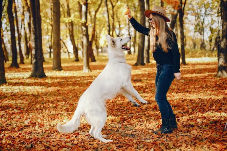 Expanding Beyond Dog Training in West Derby