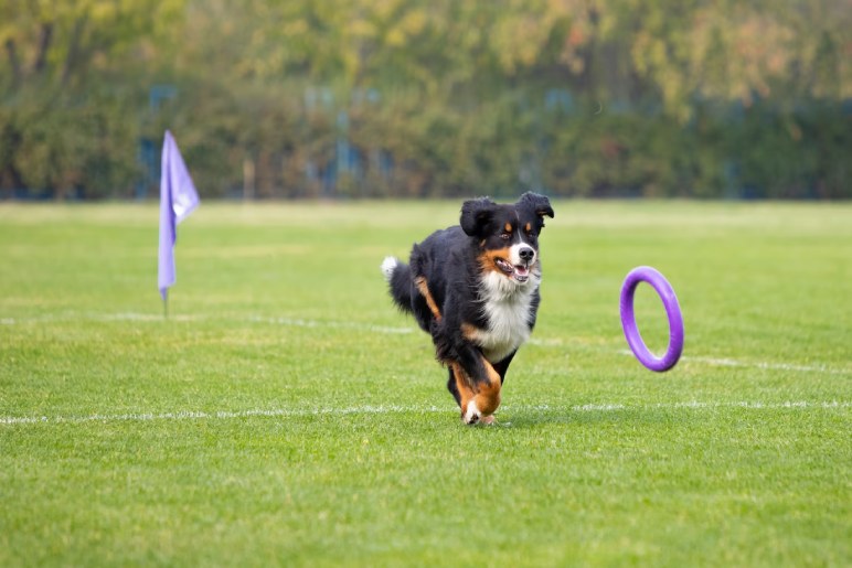 What Makes Our Dog Training in West Derby Effective?