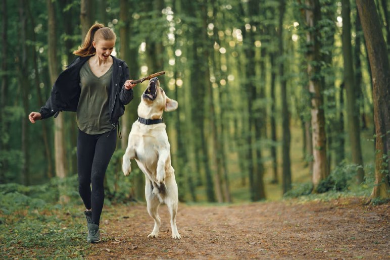 Specialised Training for XL Bully and Pocket Bully Puppies