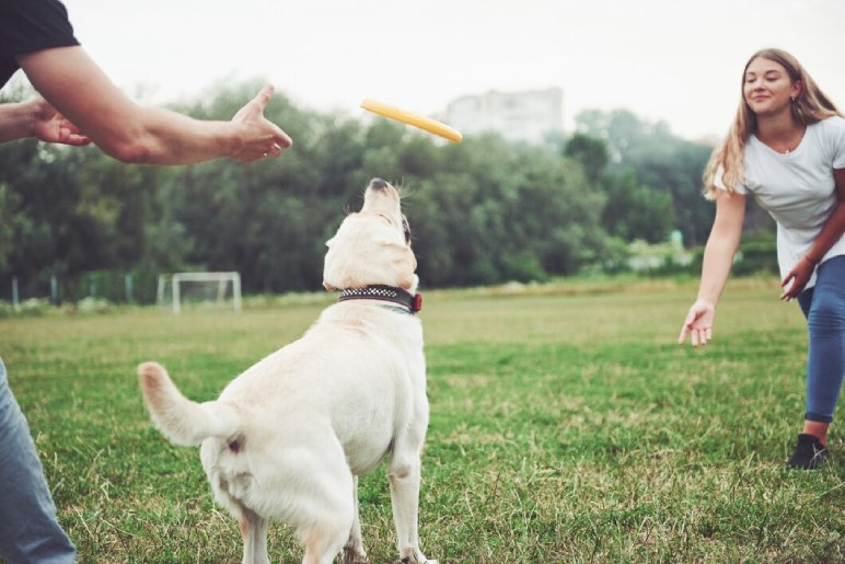 Correcting Behavioural Issues with Dog Training in West Derby