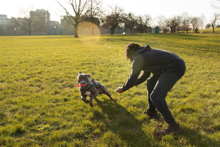 Why Choose Professional Dog Training in Mossley Hill?