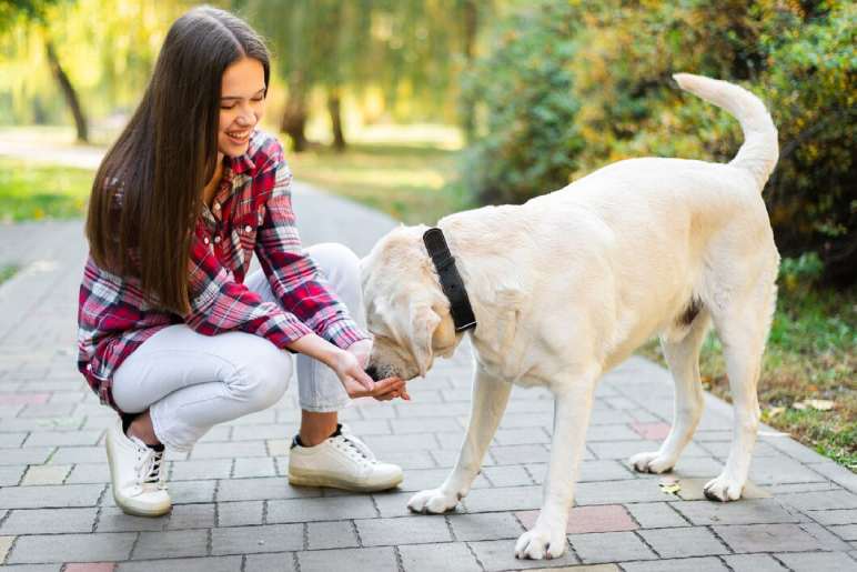 Why Dog Training is Essential