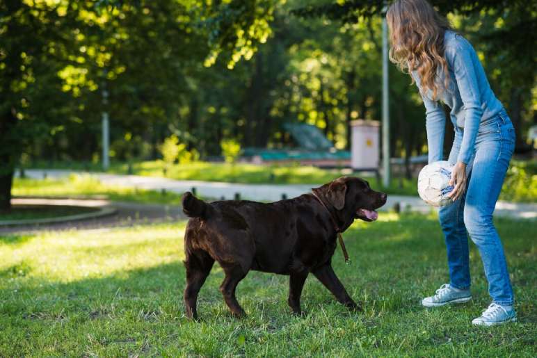 Professional Dog Training in Halewood