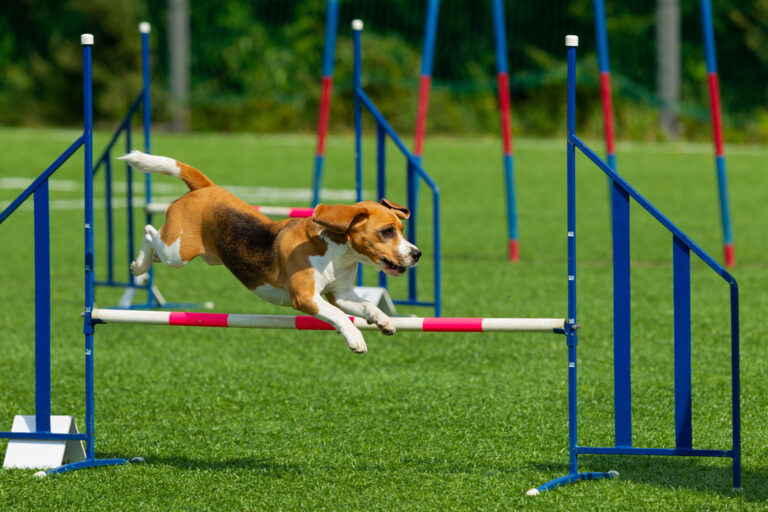 dog-at-the-agility-competition-D6LSV85a