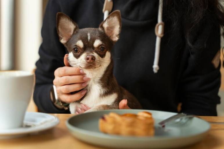 Why Make Pancakes for Dogs?