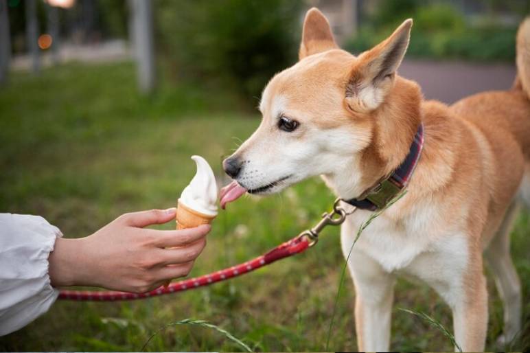 Why These Ingredients Are Great for Dogs