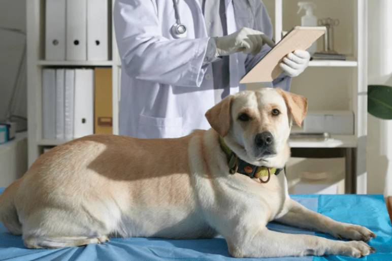 Castrating a Dog: Pros and Cons