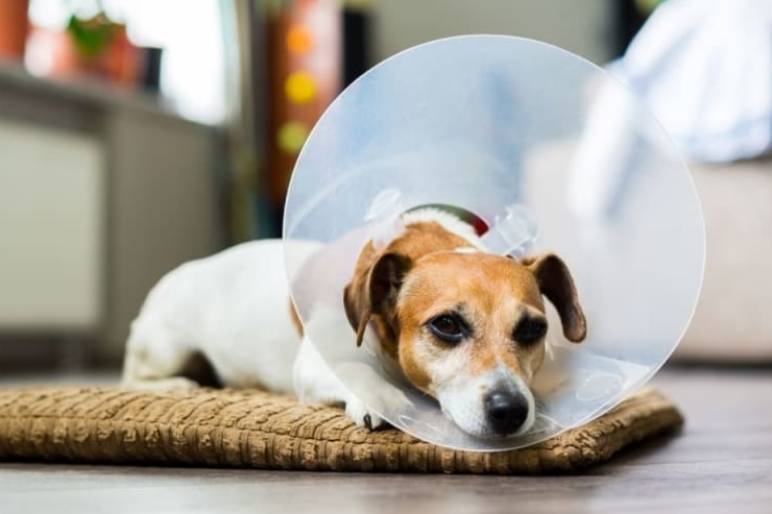 Signs Your Dog Needs to Be Neutered