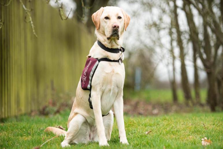 What Are Hearing Dogs?