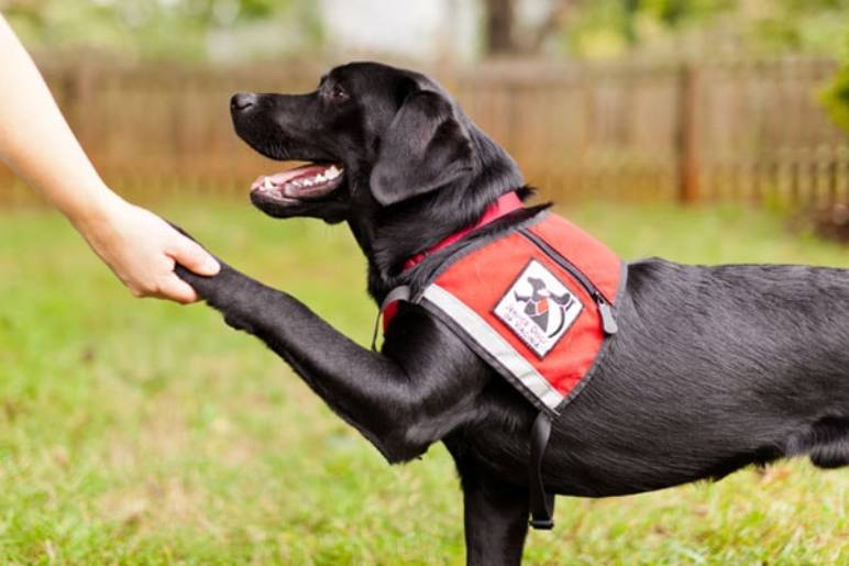 How Are Hearing Dogs Trained?