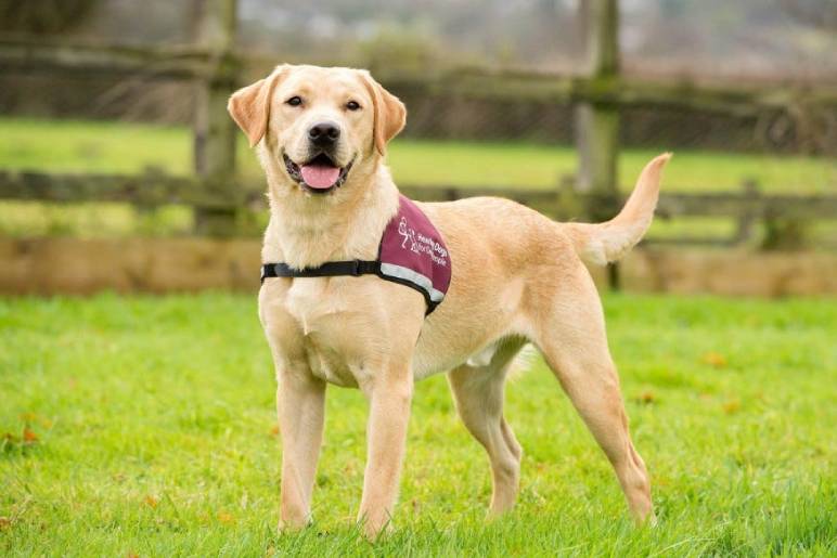 The Role of Hearing Dogs