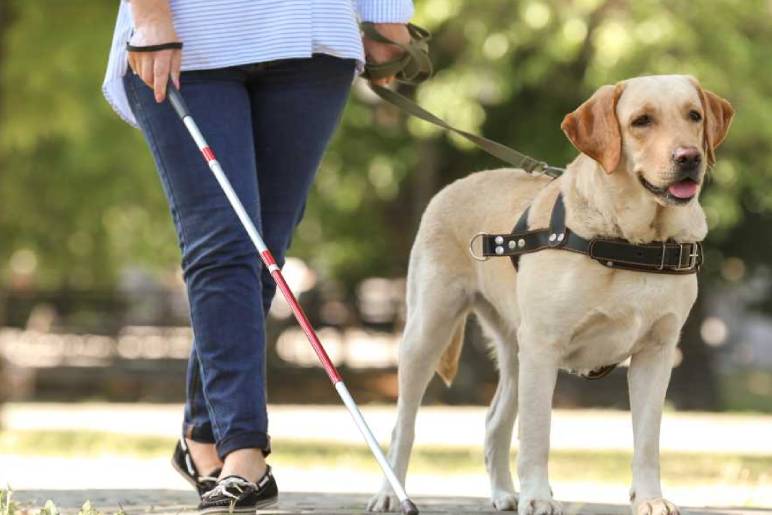 Training Hearing Dogs