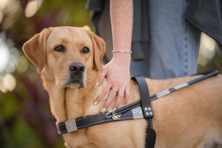 Qualities of an Ideal Hearing Dog