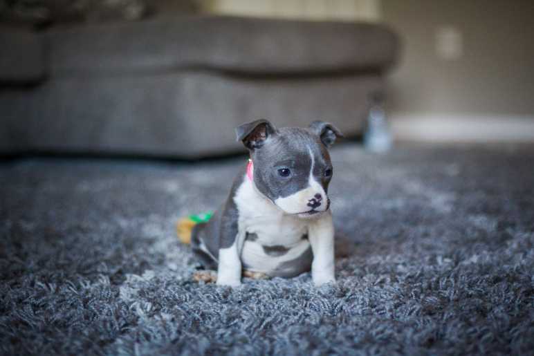 Caring for a Pocket Bully