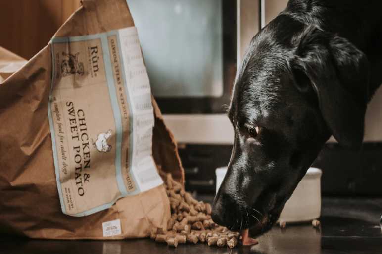 How to Choose the Best Cold Pressed Dog Food