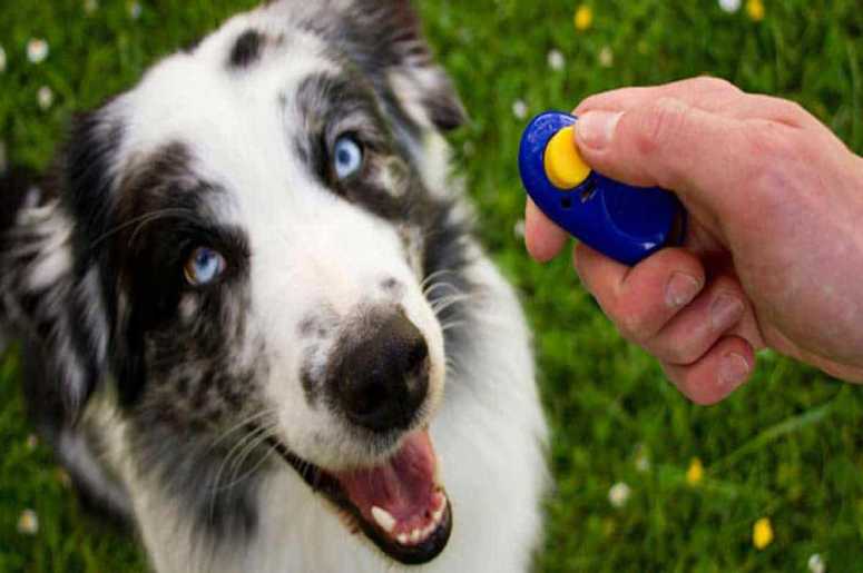 What is a Dog Clicker?