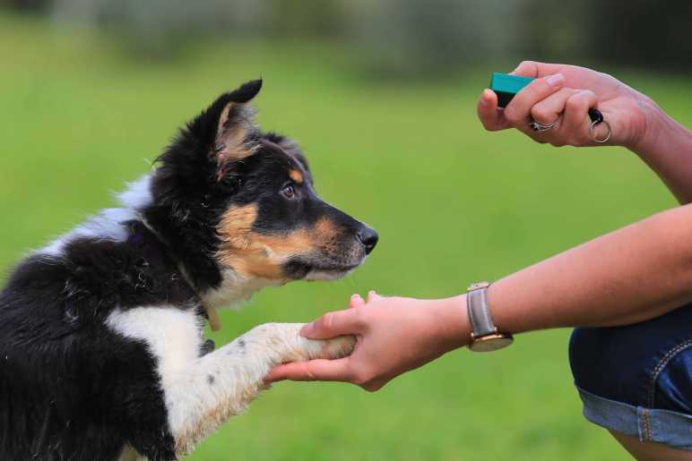 How Does Clicker Training Work?