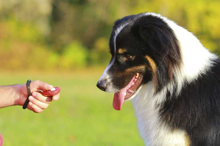 Steps to Effective Dog Clicker Training