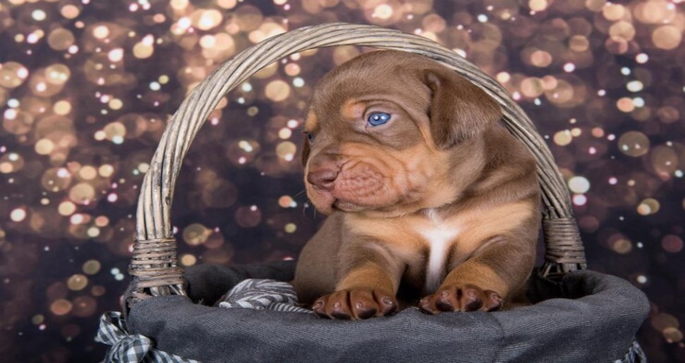 Pocket American Bully Puppy