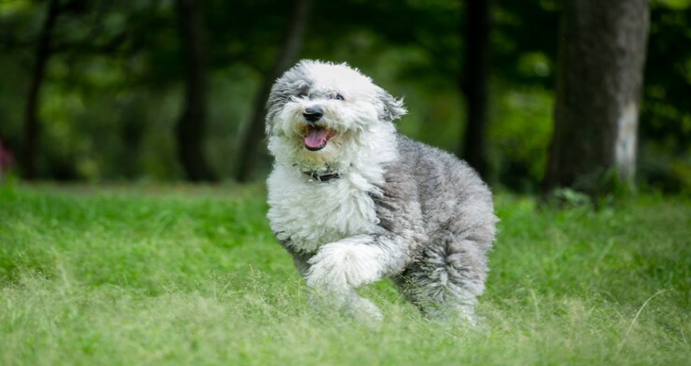 Sheepadoodle