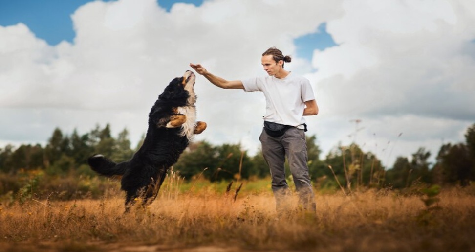 Dog Training in Fazakerley