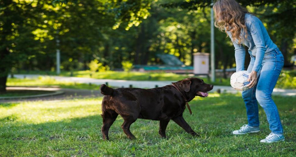 Dog Training in Mossley Hill