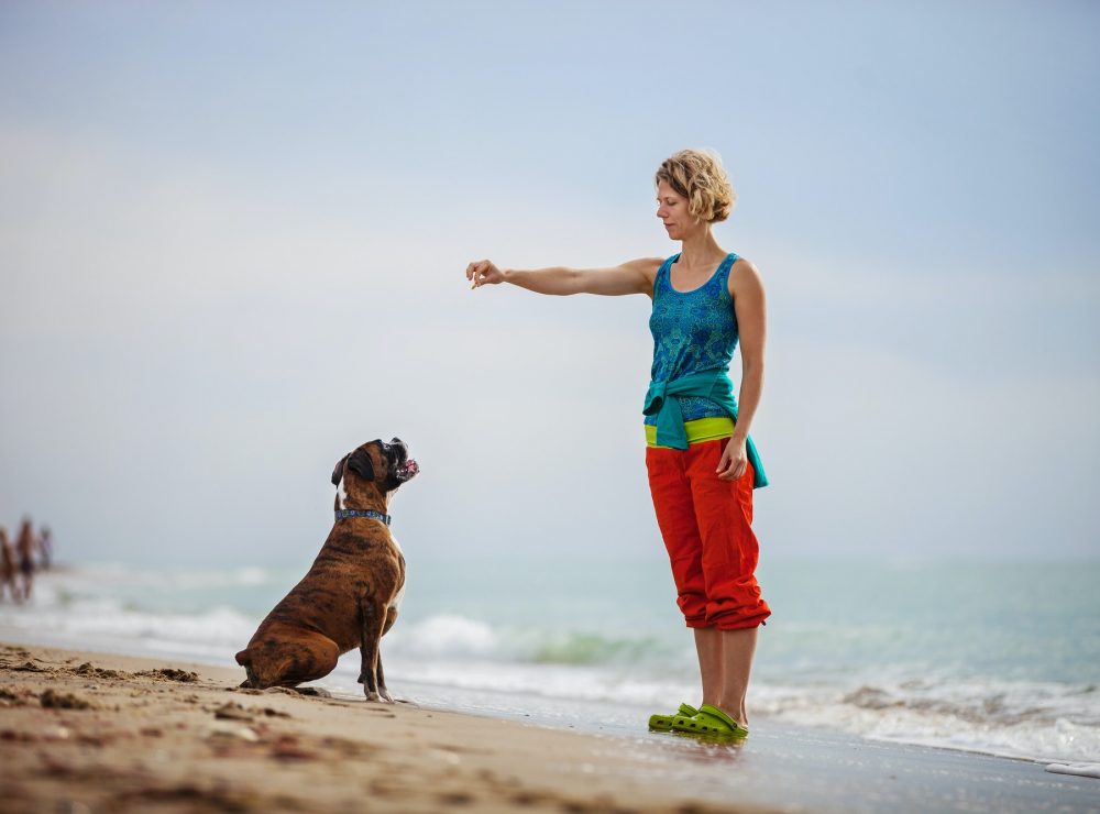 Young woman giving commands to boxer dog while walking on beach